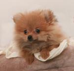 Pomeranian te koop antwerpen