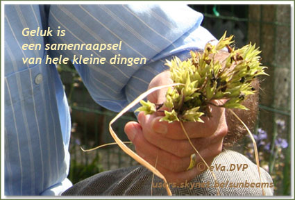 Kijk naar de bloemen en ze gaan bloeien