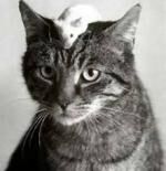 Klik op de afbeelding om de link te volgen