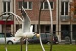 Klik op de afbeelding om de link te volgen