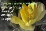 Klik op de afbeelding om de link te volgen