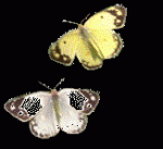 Klik op de afbeelding om de link te volgen