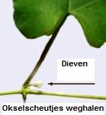 Klik op de afbeelding om de link te volgen