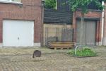 Klik op de afbeelding om de link te volgen
