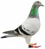 Klik op de afbeelding om de link te volgen
