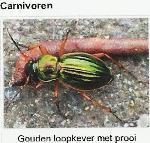 Klik op de afbeelding om de link te volgen