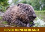 Klik op de afbeelding om de link te volgen