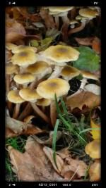 Klik op de afbeelding om de link te volgen