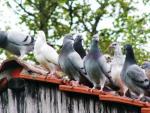 Klik op de afbeelding om de link te volgen