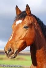 Klik op de afbeelding om de link te volgen