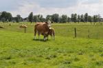 Klik op de afbeelding om de link te volgen