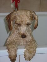 Klik op de afbeelding om de link te volgen