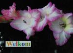 Klik op de afbeelding om de link te volgen
