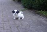 Klik op de afbeelding om de link te volgen