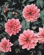 Klik op de afbeelding om de link te volgen