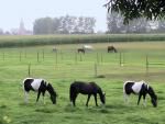 Klik op de afbeelding om de link te volgen