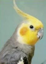 Klik op de afbeelding om de link te volgen