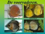 Klik op de afbeelding om de link te volgen